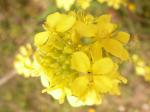 mustard flowers